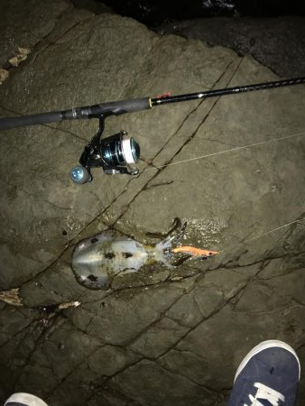 暇なのでちょいとイカ釣り！