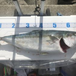 Tオヤジの青物退治物語