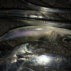 タチウオのちサバ