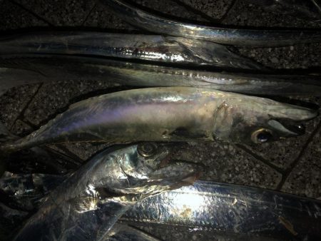 タチウオのちサバ