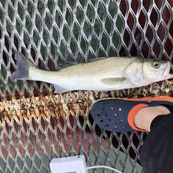 サビキのちノマセ