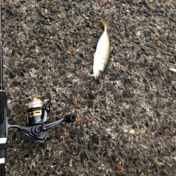 アジカマスアジアジカマス