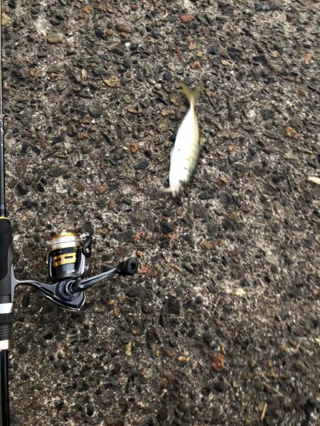 アジカマスアジアジカマス