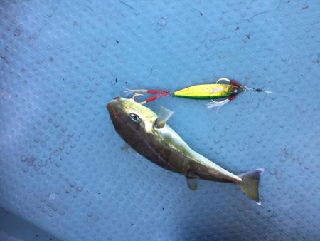 タイラバ  SLJ in 野北沖