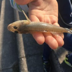 子供とハゼ釣り