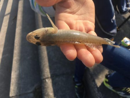 子供とハゼ釣り