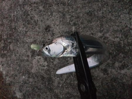 短時間勝負！！