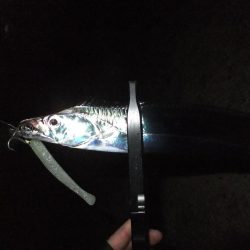 タチウオは好調