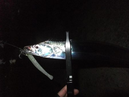 タチウオは好調