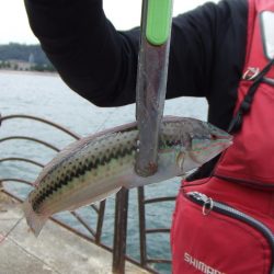 根魚五目にアジ 楽しい