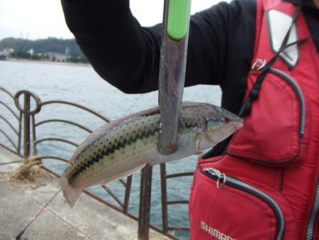 根魚五目にアジ 楽しい