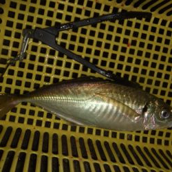 五目ライトゲームで尺アジ降臨