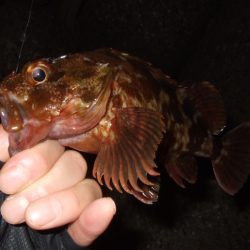 ライトゲーム釣行