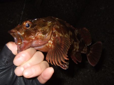 ライトゲーム釣行