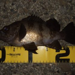 秋ロックシーズン