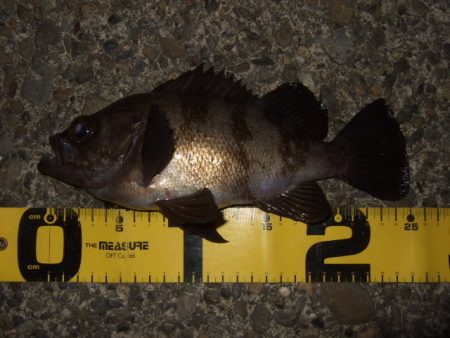 秋ロックシーズン