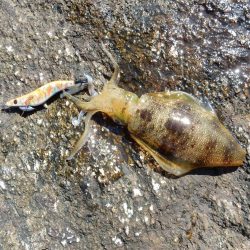 秋イカ始めました