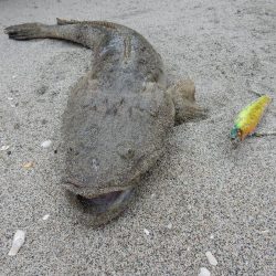 久々のフラット