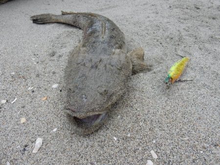 久々のフラット