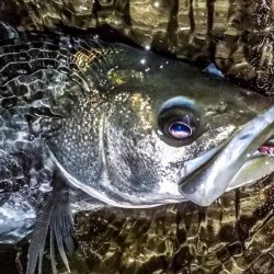 甲子園浜　サヨリパターン　マルチ
