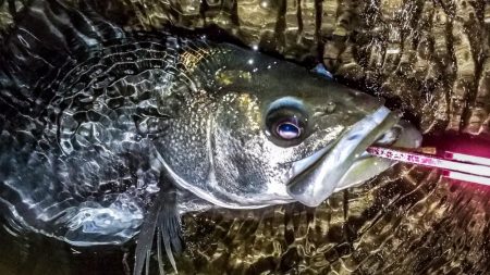 甲子園浜　サヨリパターン　マルチ