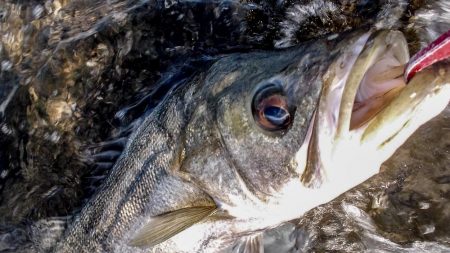 甲子園浜　鳥山　入食い