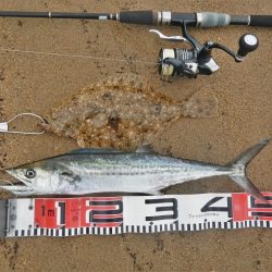 シーバス狙いが