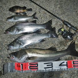 今夜もチーバス