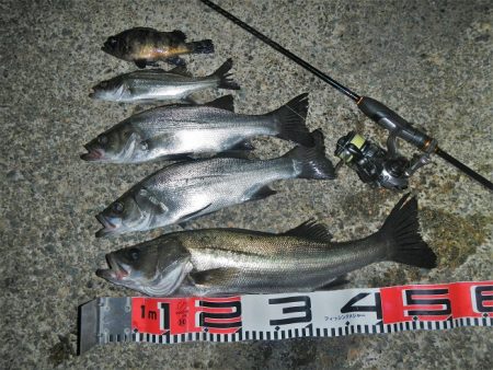 今夜もチーバス