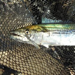 ちょこっとサゴシゲーム♪。