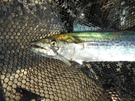 ちょこっとサゴシゲーム♪。