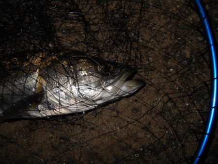 やっぱりローリングベイトはよく釣れる♪。