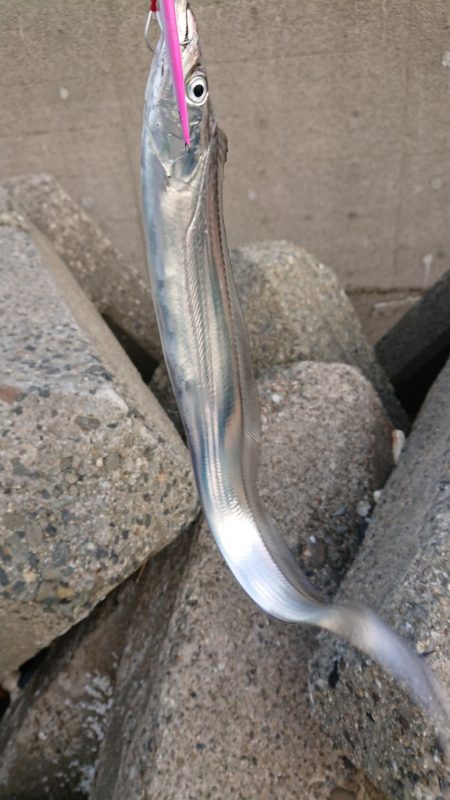 タチウオはたくさん