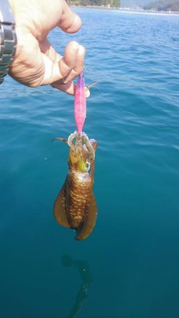 秋烏賊ボートエギング