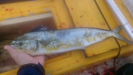 二馬力ボートでナブラ打ち