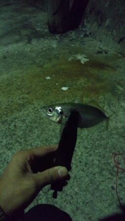 アジング5&ショアジギング8