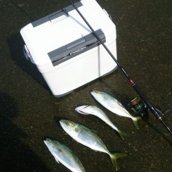 エギングロッドでナブラ打ち