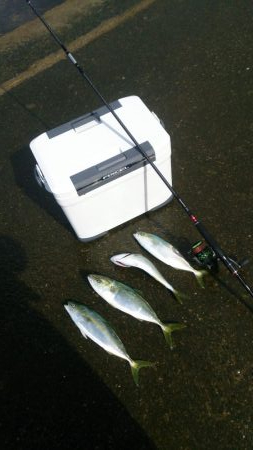 エギングロッドでナブラ打ち