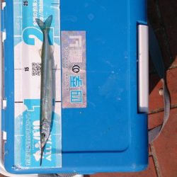 お久しぶりのサヨリちゃん