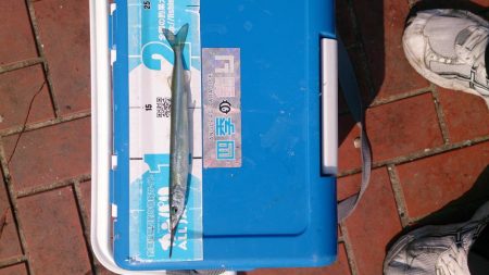 お久しぶりのサヨリちゃん