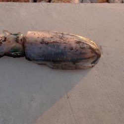 イカ爆釣だけどー