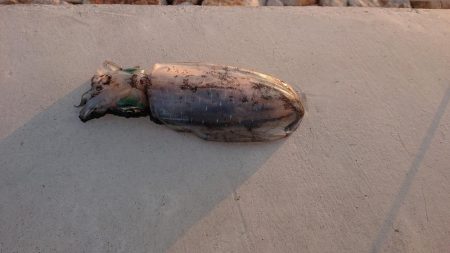 イカ爆釣だけどー