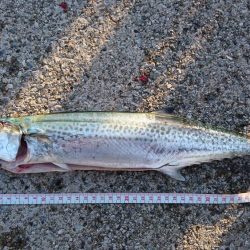 青物狙いつつ、タチウオ釣りたい