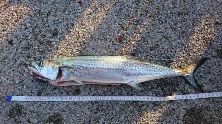 青物狙いつつ、タチウオ釣りたい