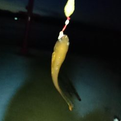 ブラクリ&サビキ