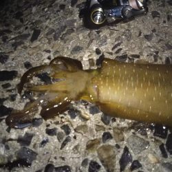 ナイターエギング