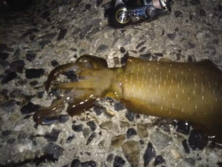 ナイターエギング