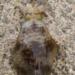 なかなかな爆風だけどエギング