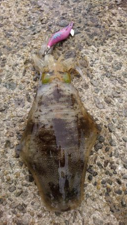 なかなかな爆風だけどエギング