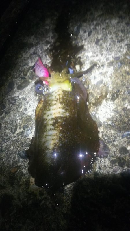 釣れるんです(。-∀-)